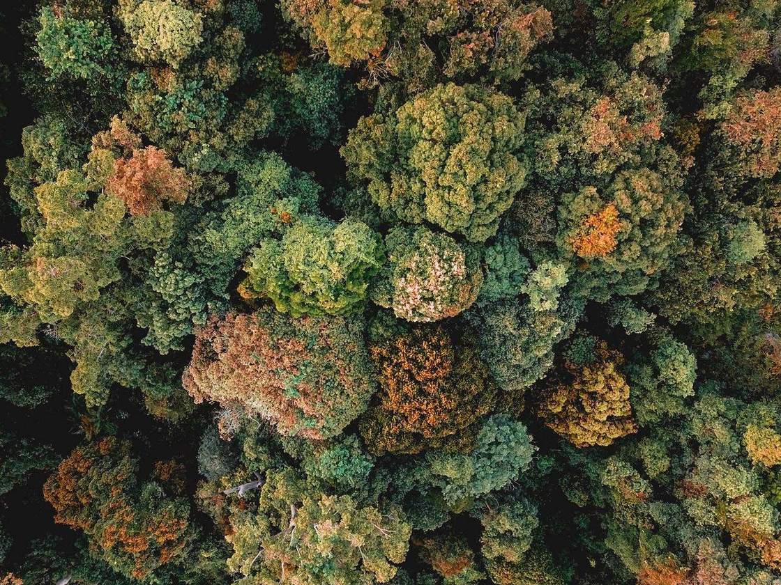 Aerial view of a mixed forest canopy